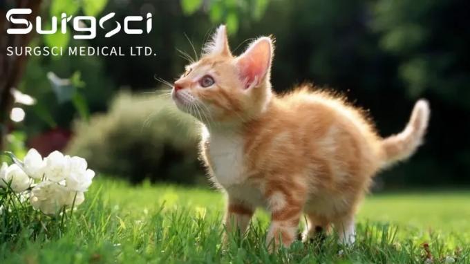 সর্বশেষ কোম্পানির খবর আপনার বিড়ালদের নিরপেক্ষকরণ বা স্পে করার 7টি সুবিধা | Surgsci  0