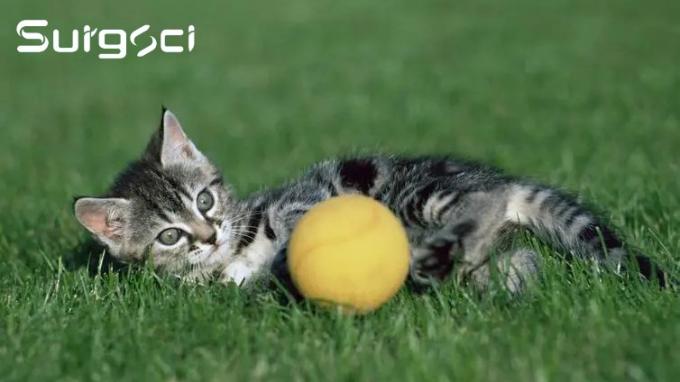 সর্বশেষ কোম্পানির খবর পেরিনিয়াল ইউরেথ্রোস্টমি সার্জারি কি | Surgsci 0