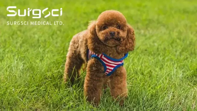 সর্বশেষ কোম্পানির খবর কুকুরের মধ্যে প্যাটেলা লাক্সটিং | Surgsci  0